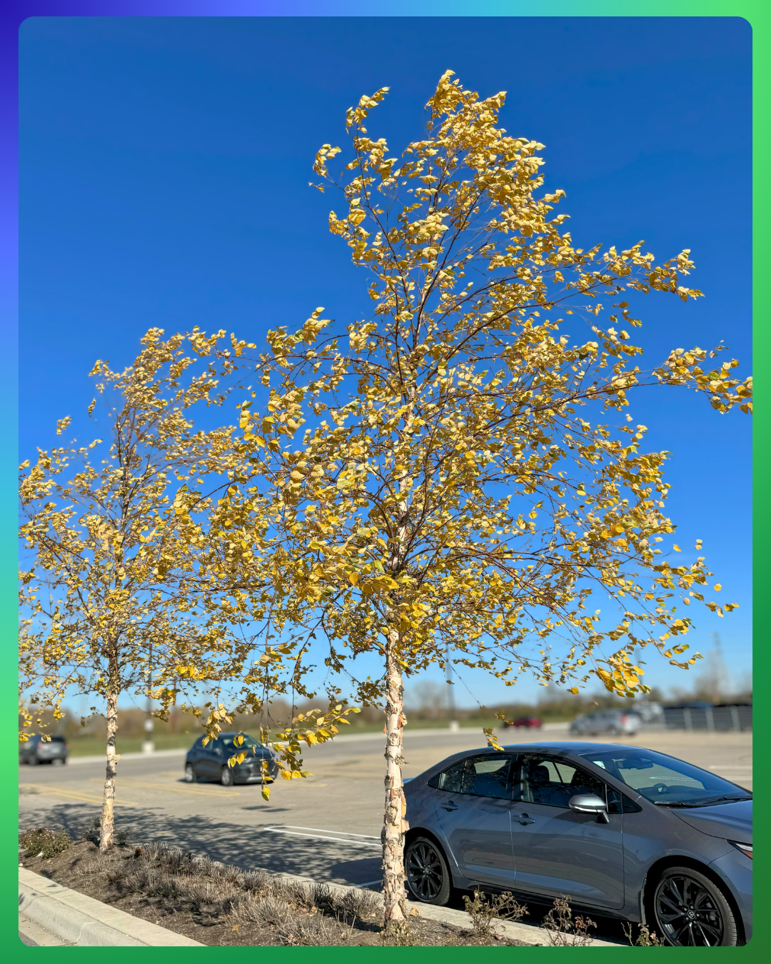 River Birch in fall with yellow fall color growing in a parking lot island.